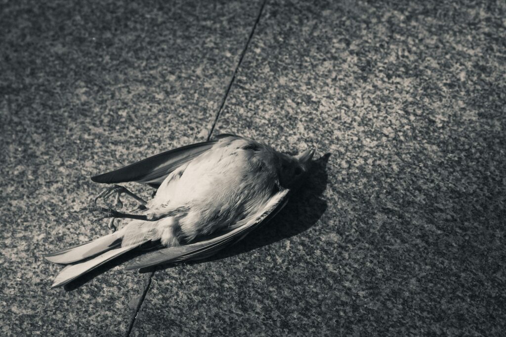 Les signalements de SAM Signale un animal mort__Exemple